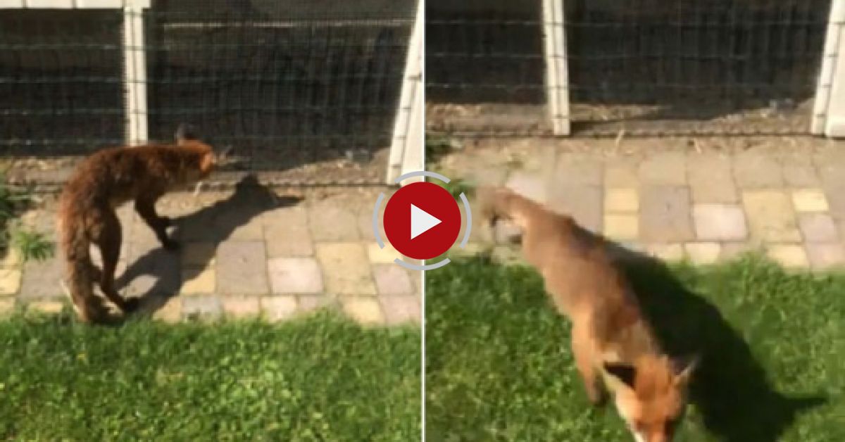 Fox Attacks Human Video Blog Evadează