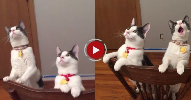 Cats See Ceiling Fan Move For The First Time