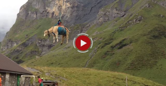 Swiss Cow Helicopter Rescue