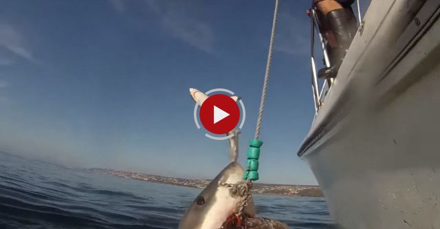 White Shark Photobomb