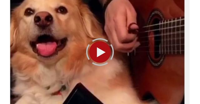 Dog Plays Cowbell