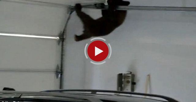 Bear Cub Trapped In The Garage, Mama Bear To The Rescue.