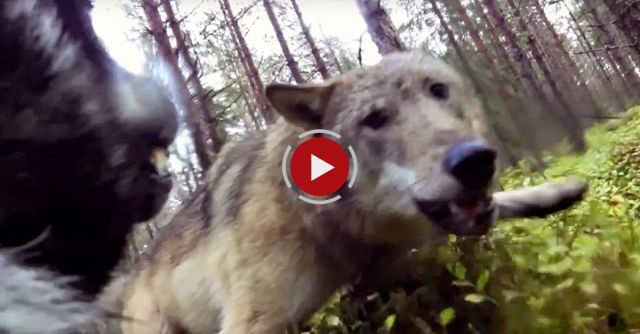 Wolves Attack Hunting Dog