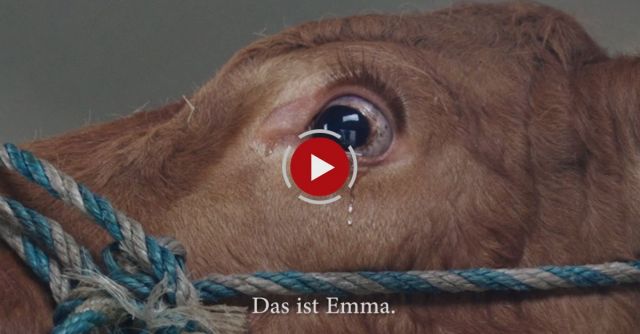 Crying Cow - Now Saved! 