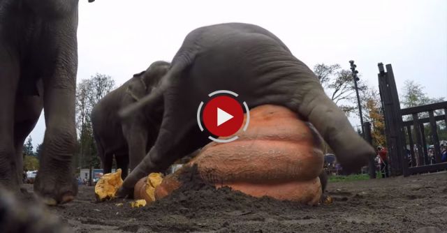 Elephants Pulverize Giant Pumpkins