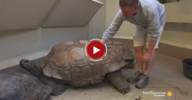 Do Tortoises Like Being Touched