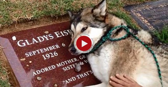 Dog Is Taken To The Grave Of His Former Owner