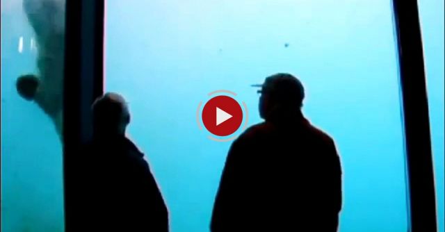 Polar Bear Misbehaves