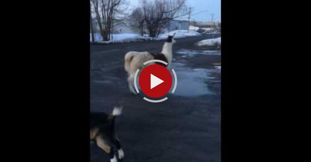 Guy Freaks Out Over Cute Farm Animals In New York.