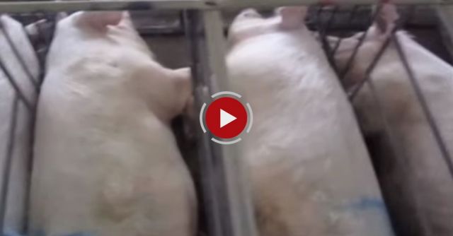 Spy Drones Expose Smithfield Foods Factory Farms