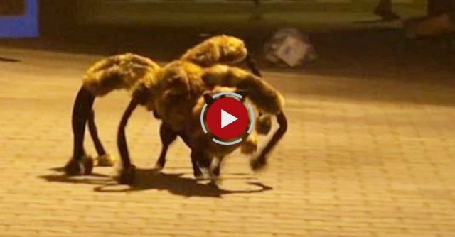 Mutant Giant Spider Dog Halloween Prank