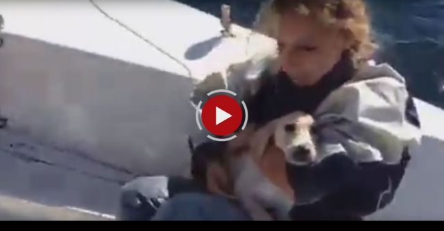 Sailors Rescue Tired Dog Lost At Sea 