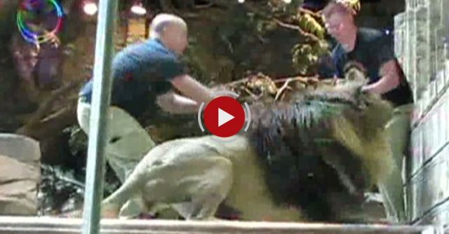 MGM Grand Worker Mauled Lion