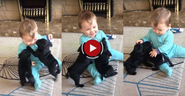Cute Baby Laughing At Pug Puppies
