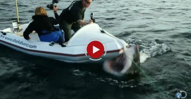 Little Bitty Boats And Big Sharks Don't Mix