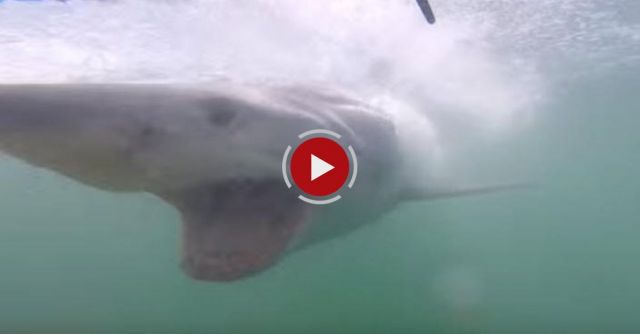 Great White Shark Cage Diving Close Call