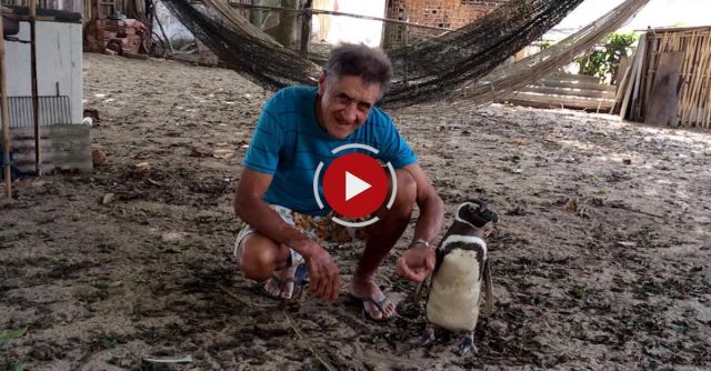 Patagonian Penguin Finds Second Home In Brazil