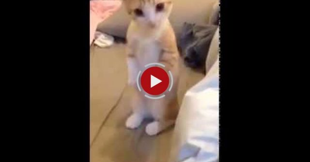 Cute Kitten Waiting Patiently For His Bed Get Clean