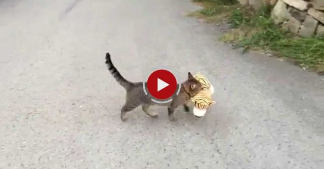 My Cat Went To The Neighbours To Borrow A Tiger Plush Toy :)