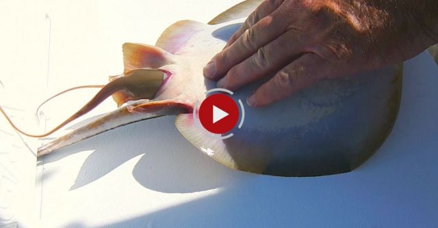 Caught On Camera: Fisherman Helps Stingray Give Birth