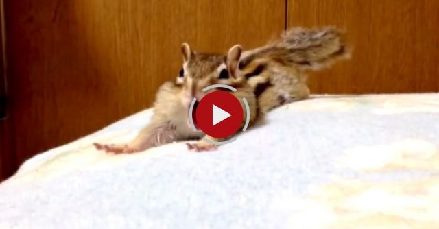 Chipmunk's Morning Stretch