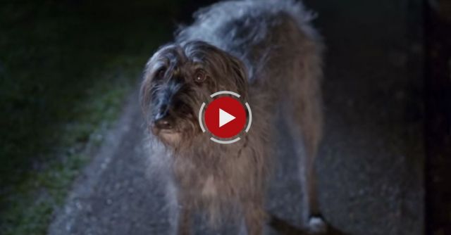 Blue Cross - I Will Survive  TV Advert 2015