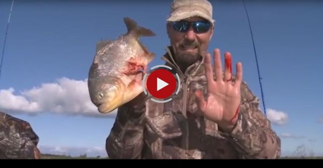 Piranha Bites Finger Half Off Stupid Guy