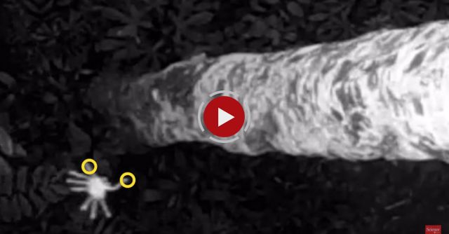 Spiders Glide Gracefully To Safety