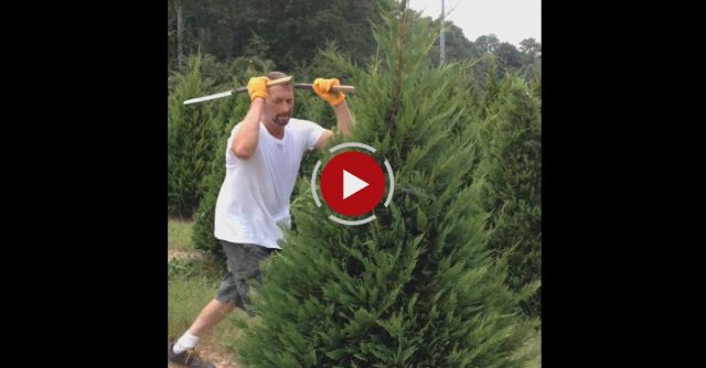 Christmas Tree Trimming 