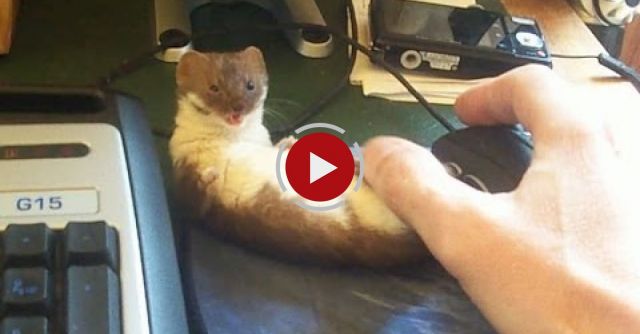 Ozzy The Weasel In: No Gaming For You