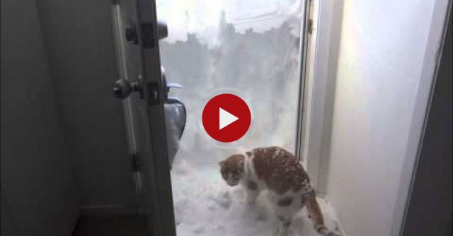 Cat Loves The Snow