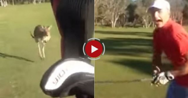 Kangaroo Chases Golfers