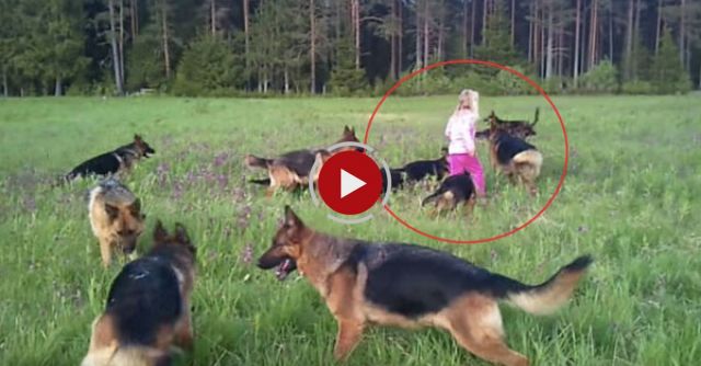 Litle Girl 5 Years Playing With 14 German Shepherds.