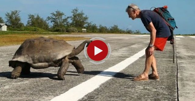 Explorer Interrupts Mating Tortoises
