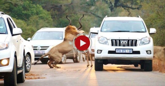 2 Male Lions Kill Kudu In The Middle Of The Road