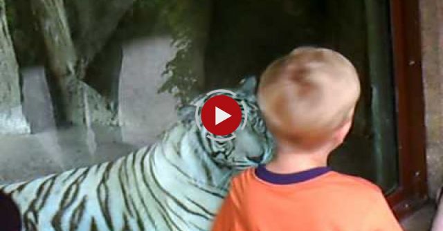 White Tiger Attacks Little Boy!!!