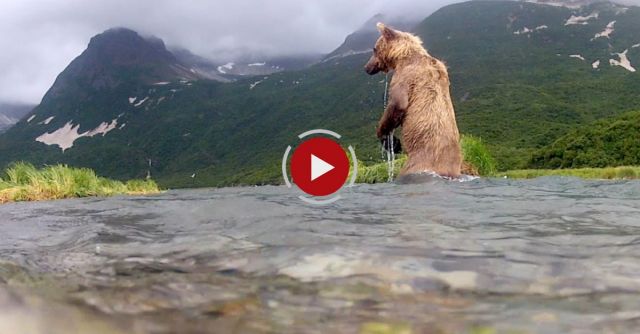 Grizzly Vs GoPro