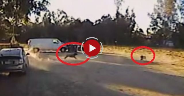 Trixxie Being Attacked By A Coyote And Rescued By Happy