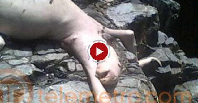 Mystery Creature Found Dead