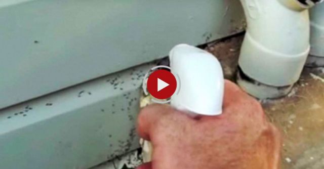 ALL NATURAL ANT CONTROL 