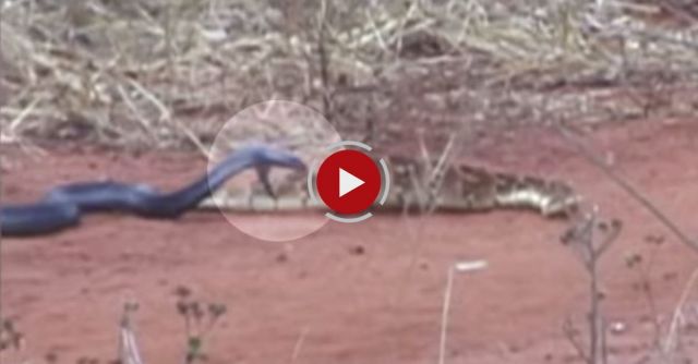 Deadly Snake Fight!