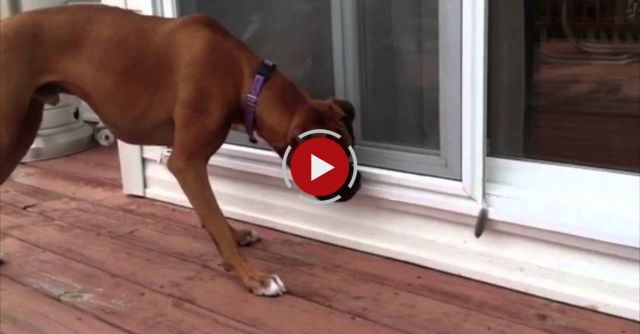 Dox Scared Of Feather