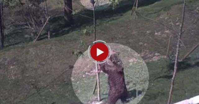 Mama Bear, Björk, Is Trying To Shake A Baby Bear 