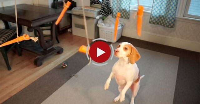 Adorable Dog Vs. Flying Carrots