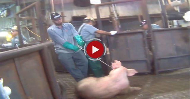 Hormel: USDA-Approved High Speed Slaughter Hell