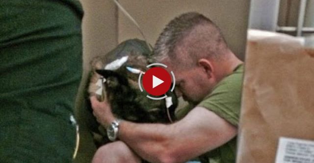 Police Dog Shot In Line Of Duty Reunited With Cop | Good Morning America | ABC News