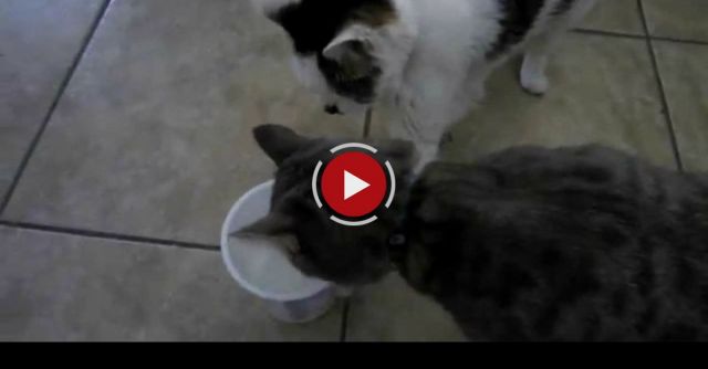 Selfish Cat Won't Share Her Yogurt