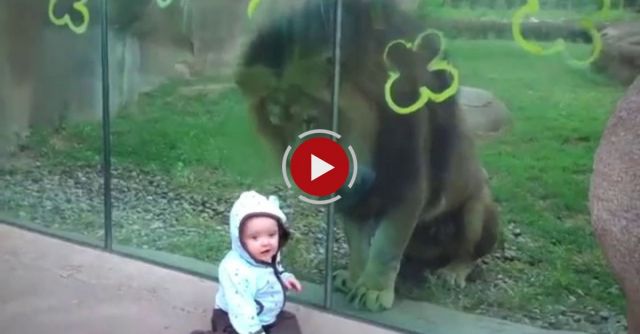 Lion Trying To Attack Baby At Zoo