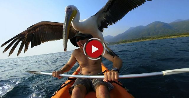Pelican Learns To Fish