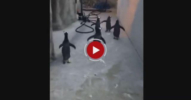  Penguins Try To Escape Zoo 